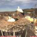 12_20-nest.jpg