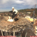 12_35-nest.jpg