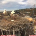 12_40-nest.jpg