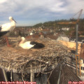 12_45-nest.jpg