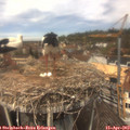 12_50-nest.jpg