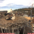 12_55-nest.jpg
