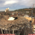 13_00-nest.jpg