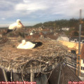 13_05-nest.jpg