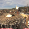 13_10-nest.jpg