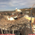 13_15-nest.jpg