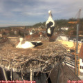 13_20-nest.jpg
