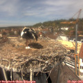 13_25-nest.jpg