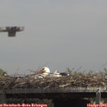 13_30-mast.jpg