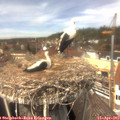 13_35-nest.jpg