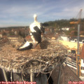 13_40-nest.jpg