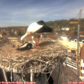 13_45-nest.jpg