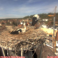13_50-nest.jpg