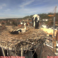 13_55-nest.jpg