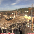 14_00-nest.jpg