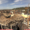 14_05-nest.jpg