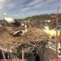 14_10-nest.jpg