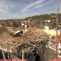 14_15-nest.jpg