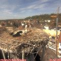 14_20-nest.jpg