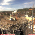 14_35-nest.jpg