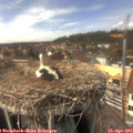 14_45-nest.jpg