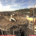 14_50-nest.jpg