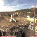 14_55-nest.jpg