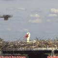 15_10-mast.jpg