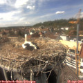 15_10-nest.jpg
