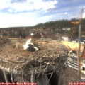 15_15-nest.jpg
