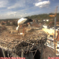 15_20-nest.jpg