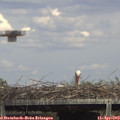 15_25-mast.jpg
