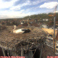 15_25-nest.jpg