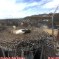 15_30-nest.jpg