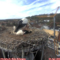 15_35-nest.jpg
