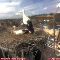 15_40-nest.jpg