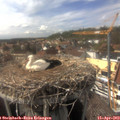 15_45-nest.jpg
