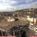 15_50-nest.jpg