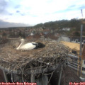 16_05-nest.jpg