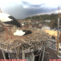 16_35-nest.jpg
