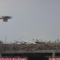 16_50-mast.jpg