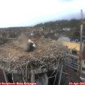16_50-nest.jpg