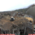 16_55-nest.jpg