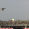 17_00-mast.jpg