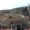 17_00-nest.jpg