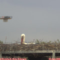 17_05-mast.jpg