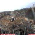17_05-nest.jpg