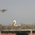 17_10-mast.jpg