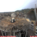 17_10-nest.jpg