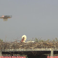 17_15-mast.jpg